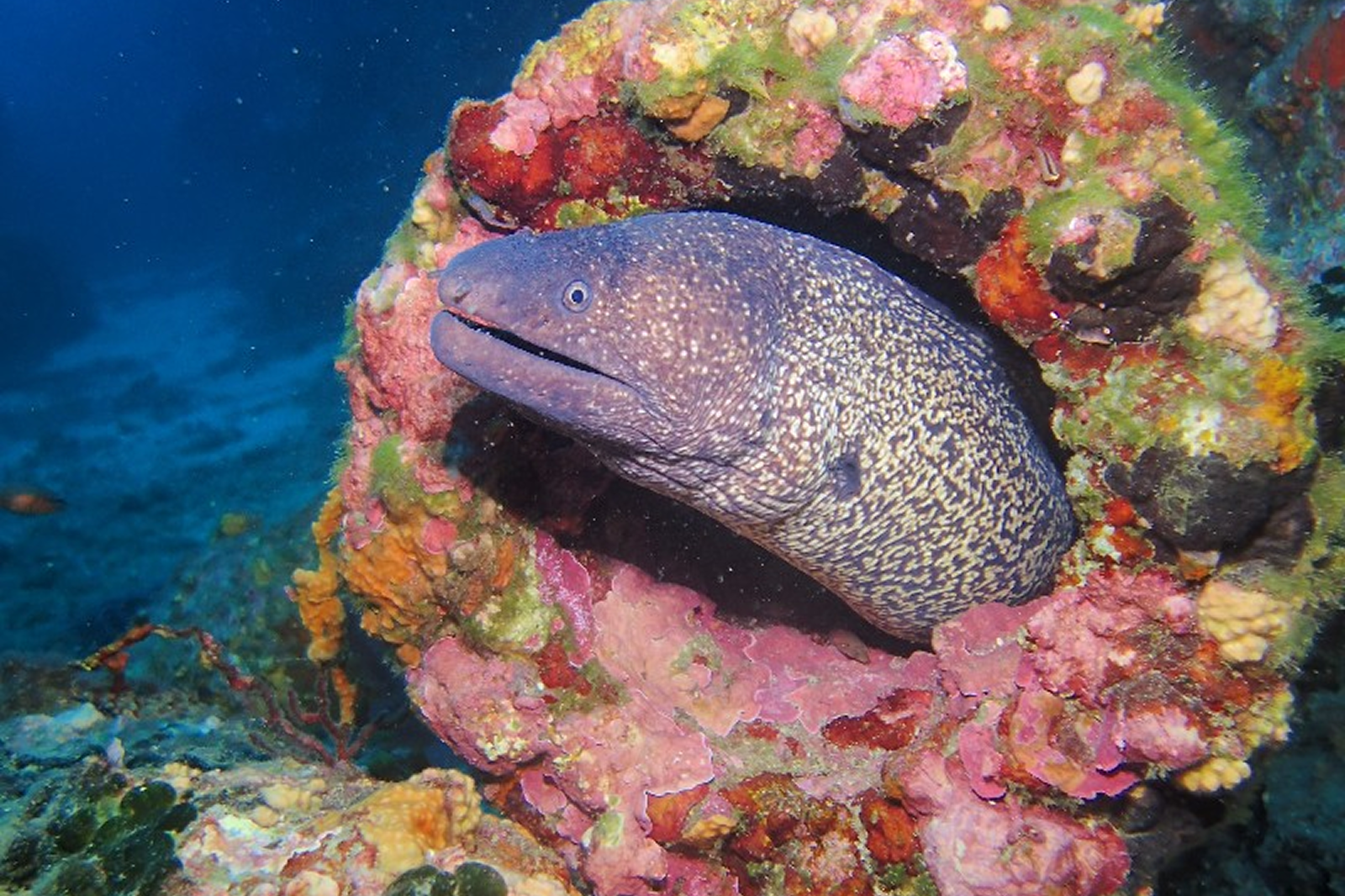 Week-end Saint Madrier - Fare Moana