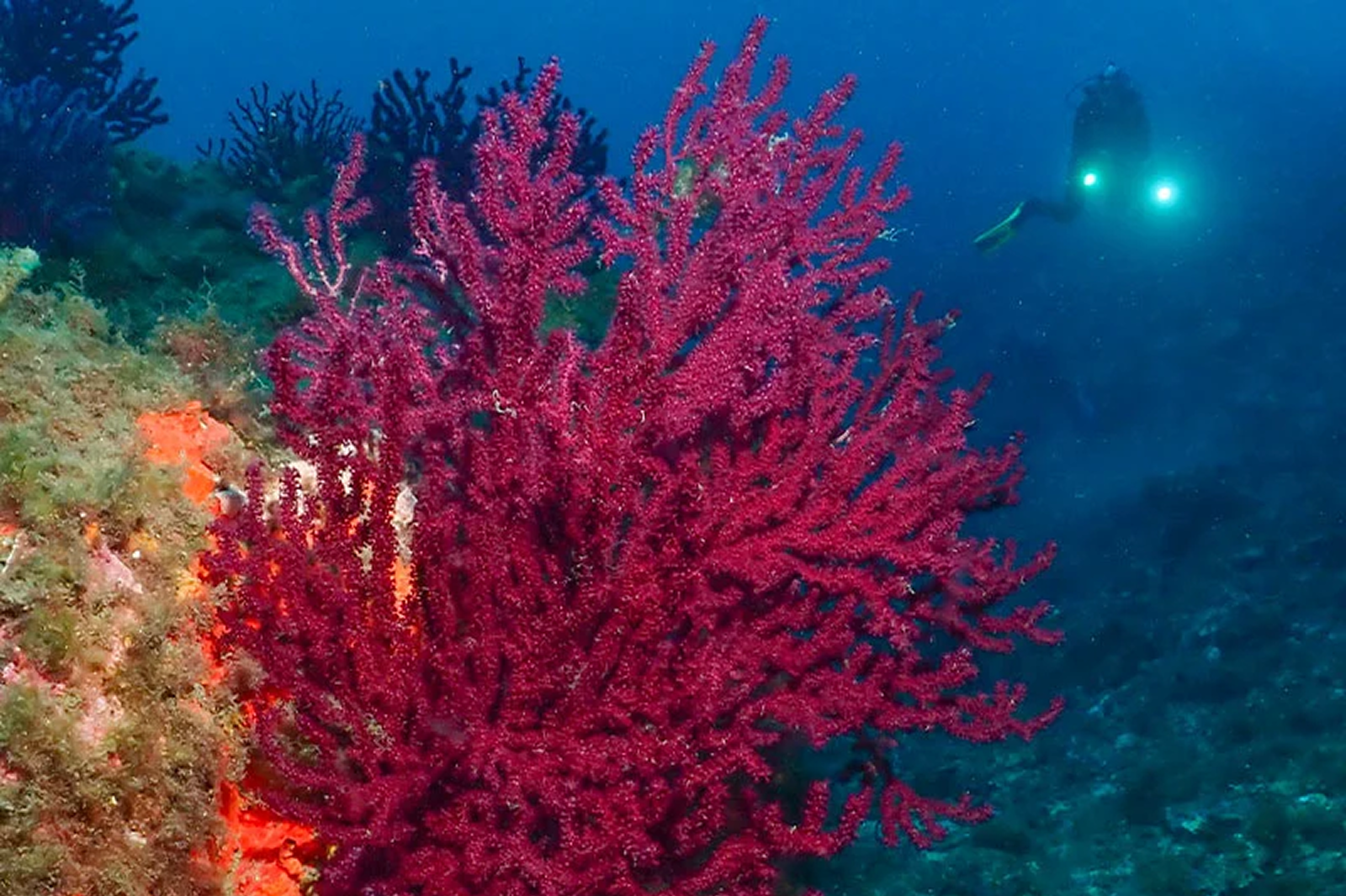 Week-end Saint Madrier - Fare Moana