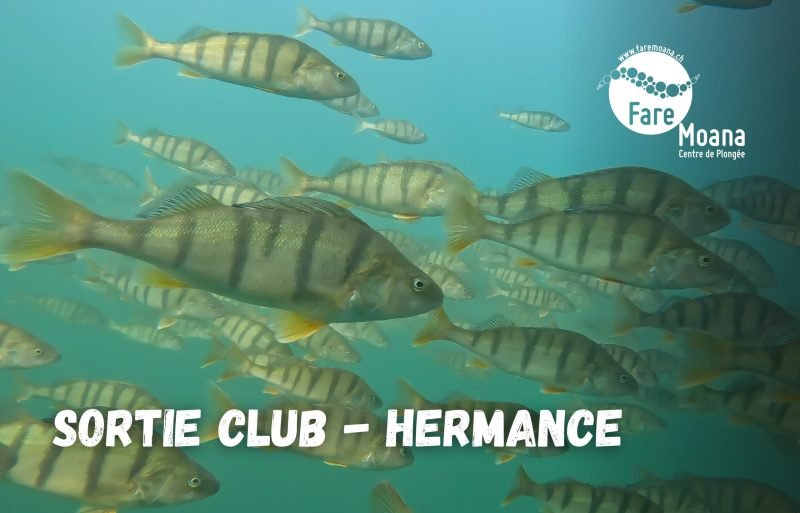 Sortie club Fare Moana - Hermance