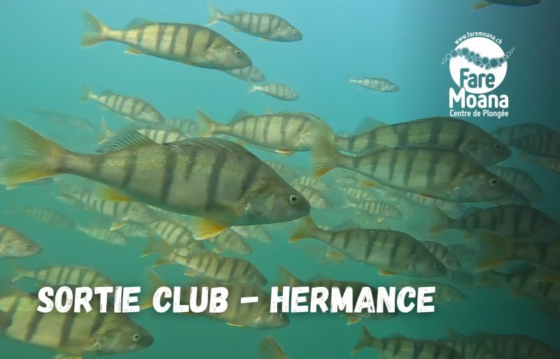 Hermance